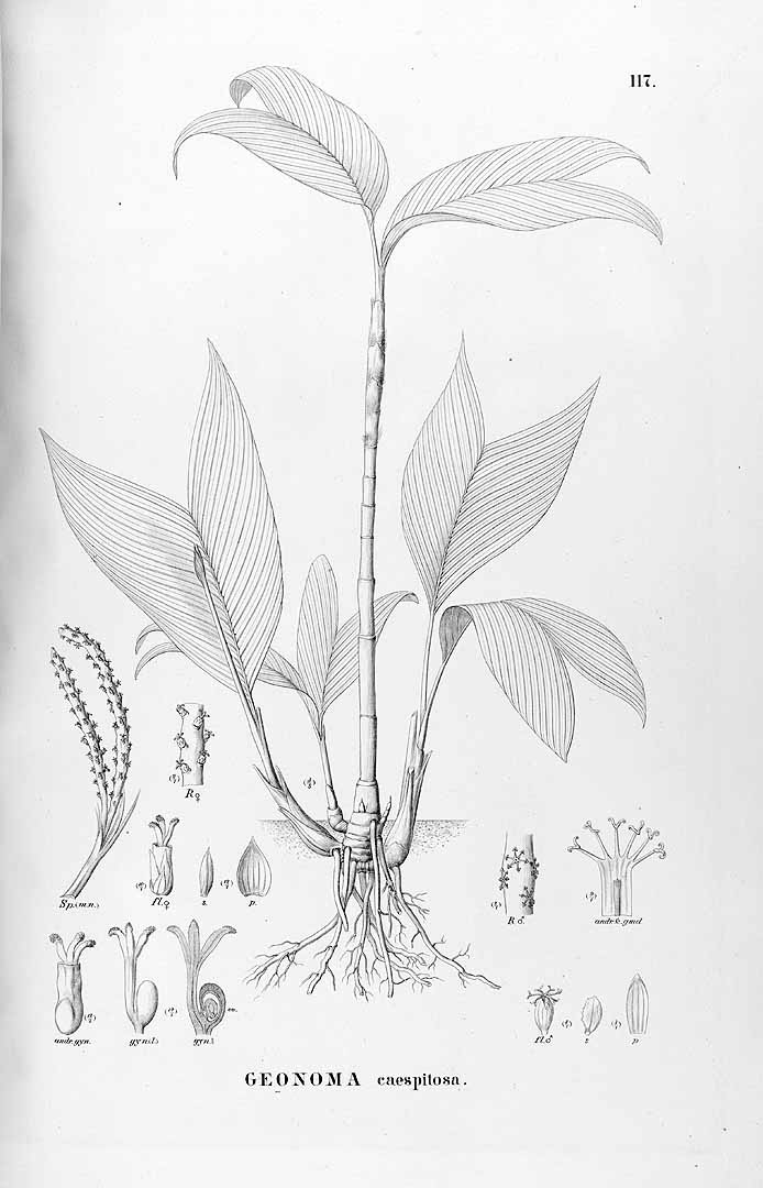 no HD illustration available (3)