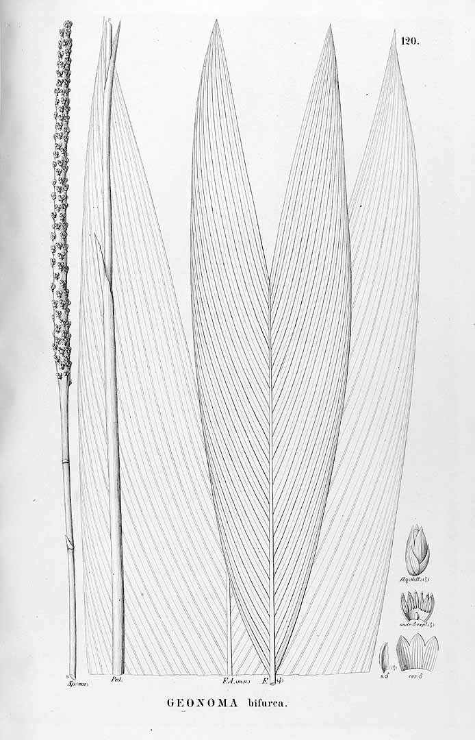 no HD illustration available (3)