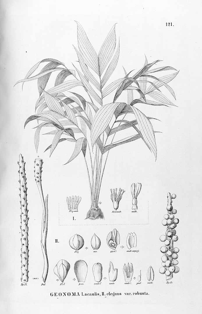 no HD illustration available (3)