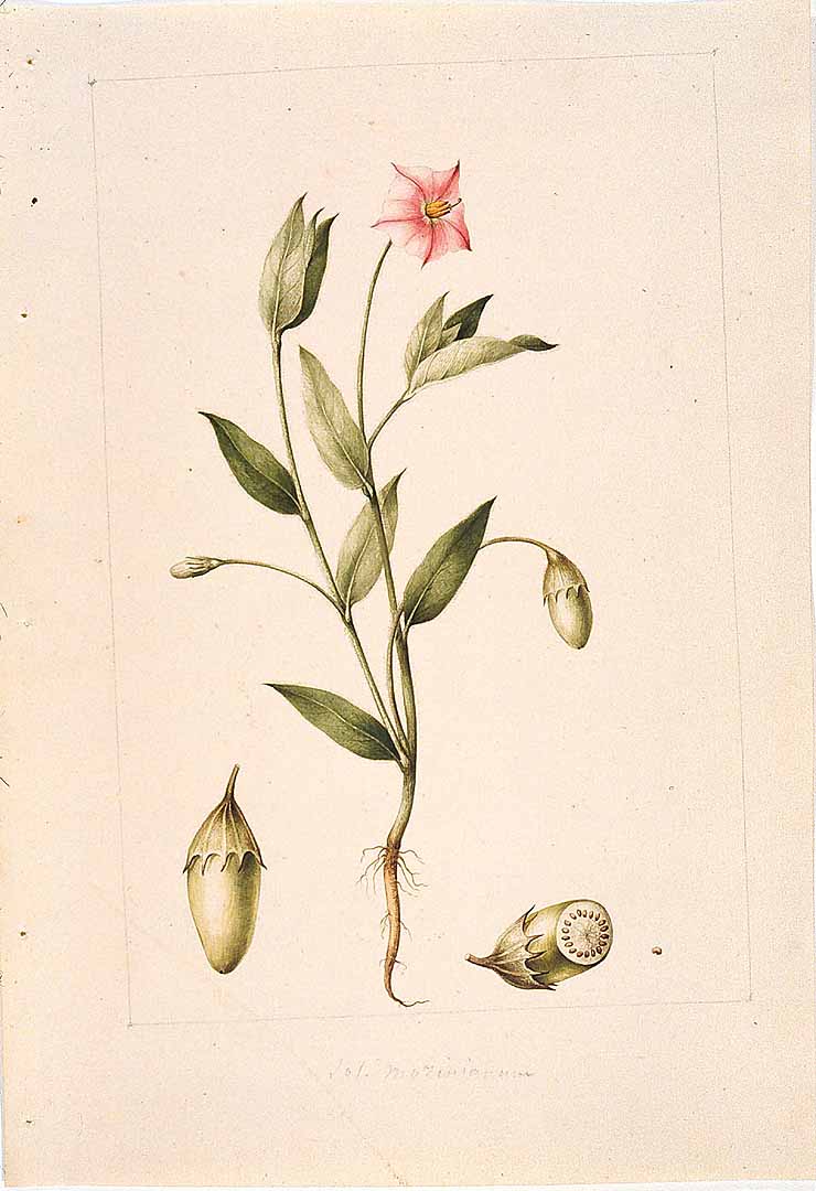 no HD illustration available (3)