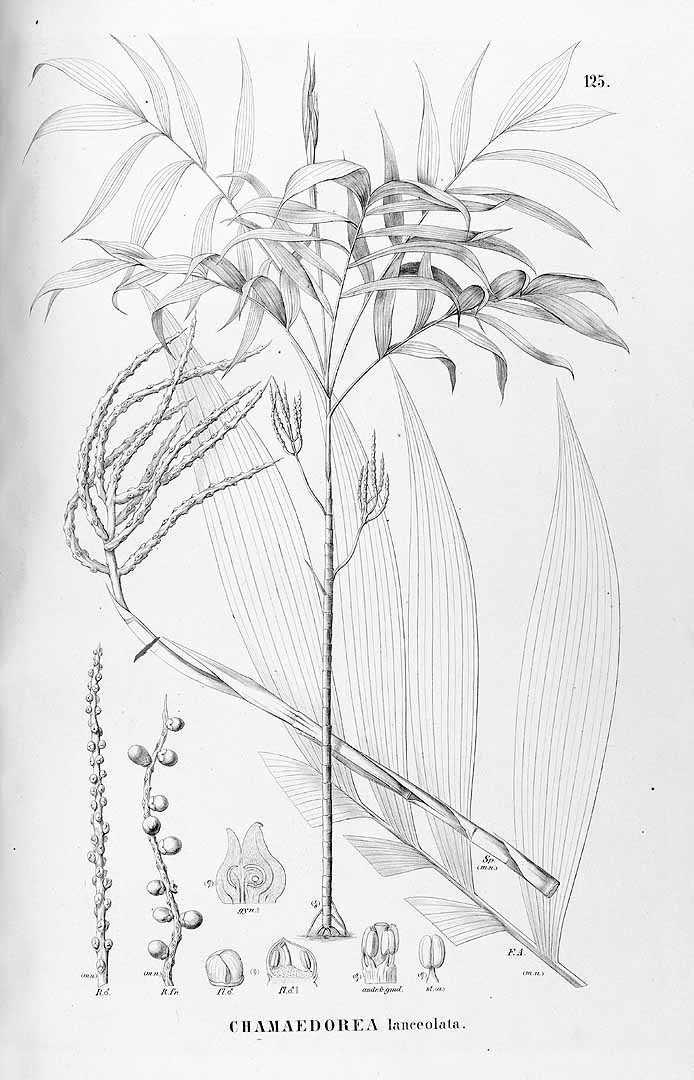 no HD illustration available (3)