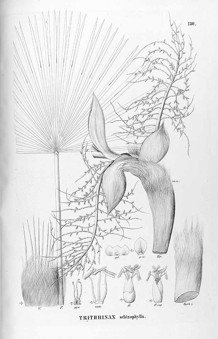 no HD illustration available (3)