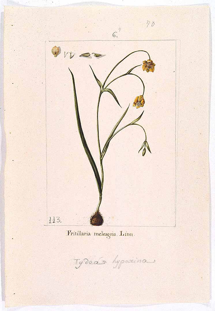 no HD illustration available (3)