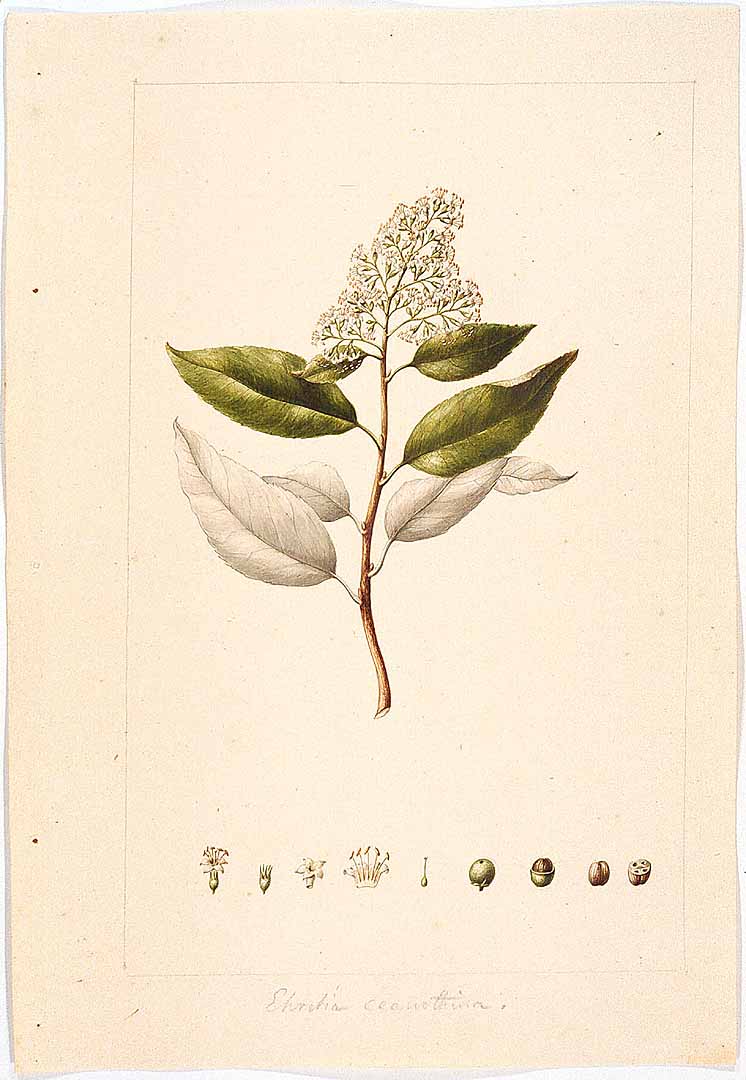 no HD illustration available (3)