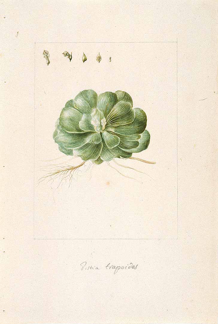 no HD illustration available (3)