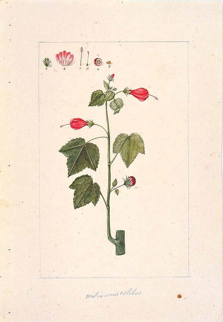 no HD illustration available (3)