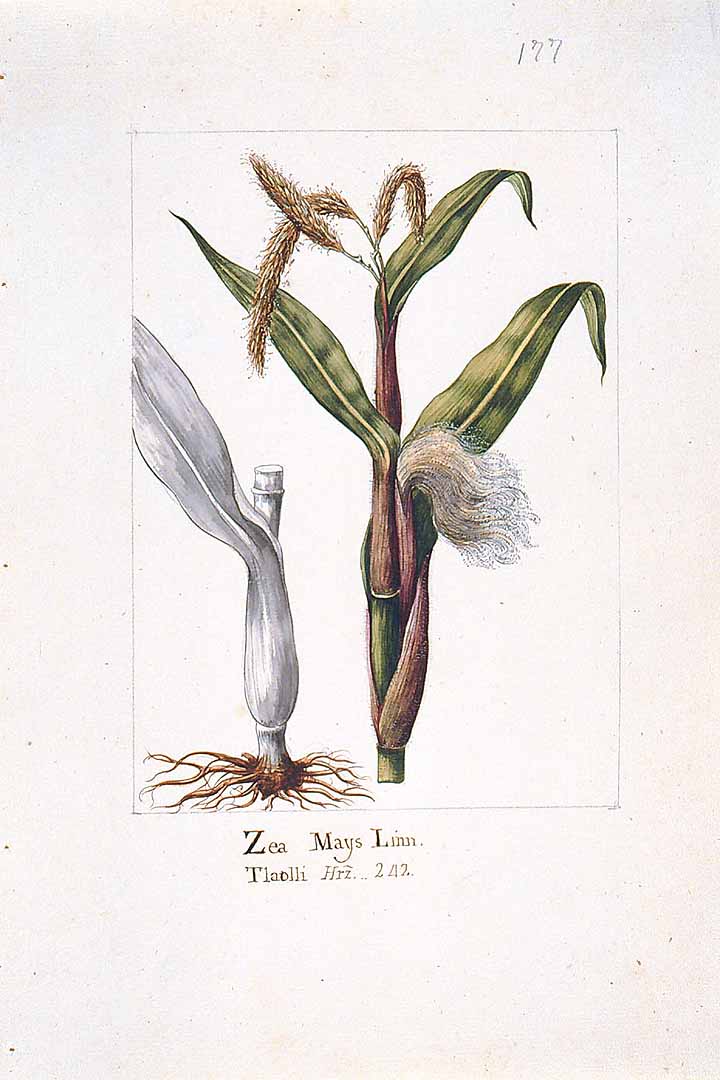 no HD illustration available (3)