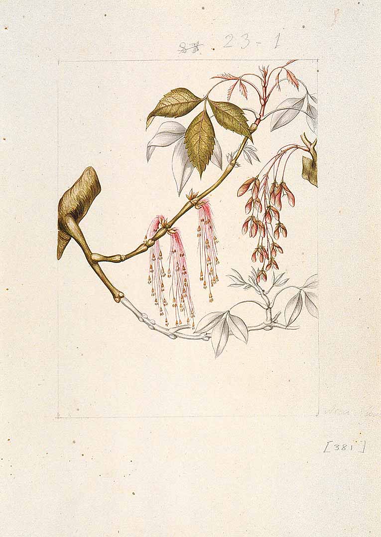 no HD illustration available (3)