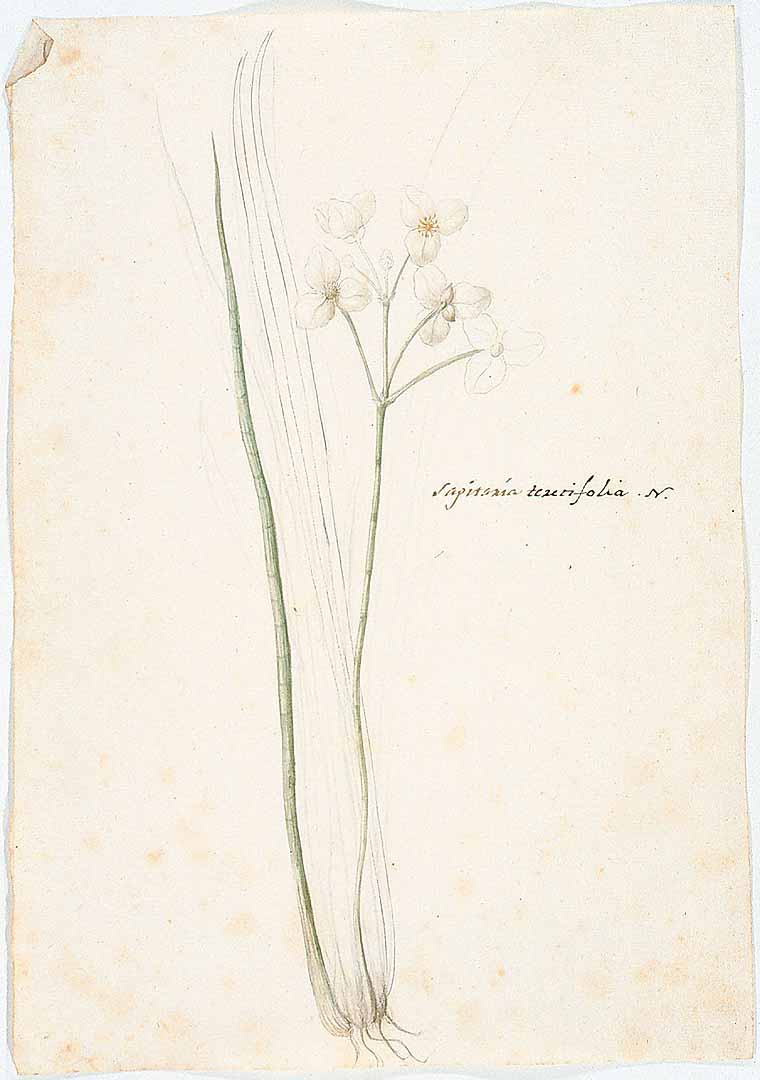 no HD illustration available (3)