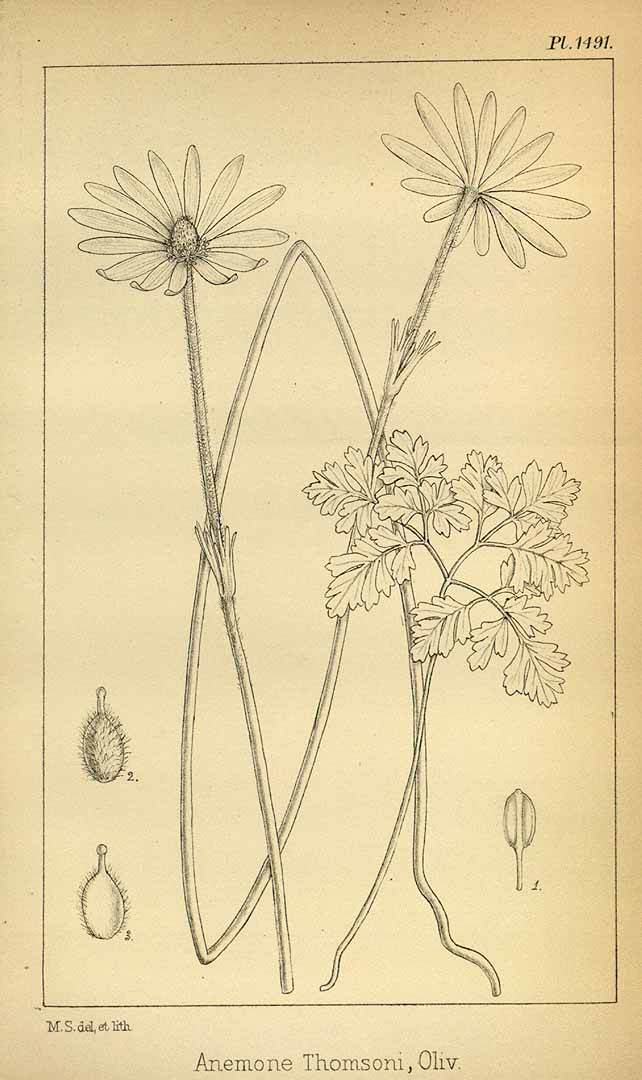 no HD illustration available (3)