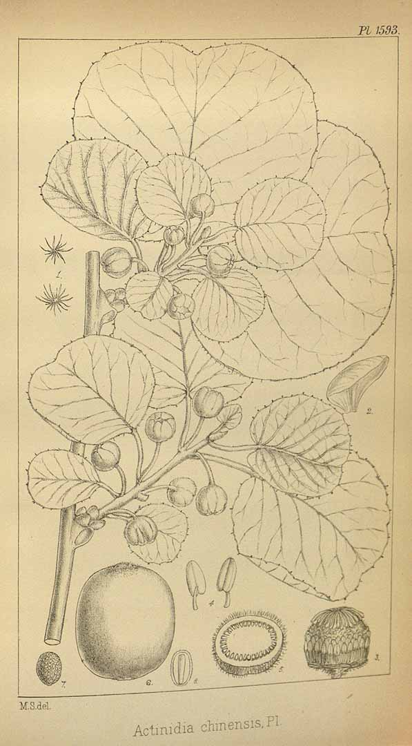 no HD illustration available (3)