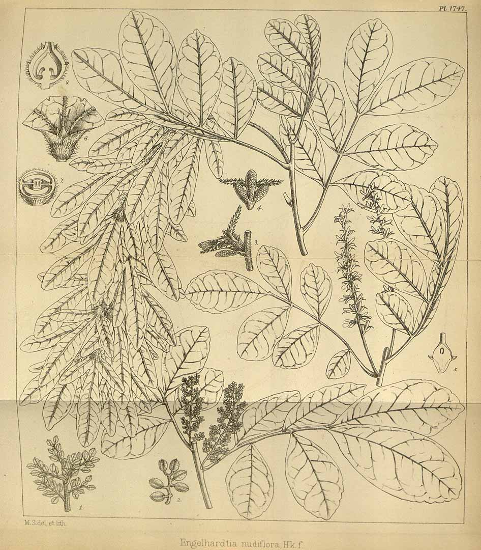 no HD illustration available (3)