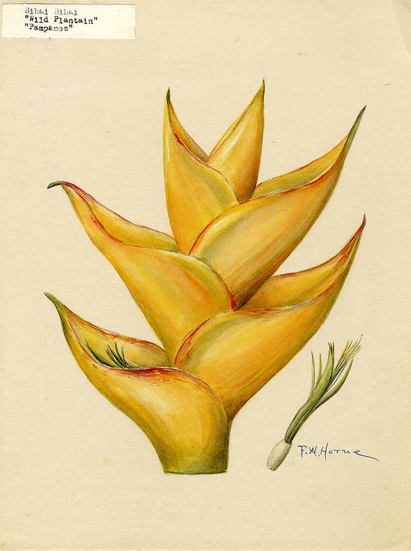 no HD illustration available (3)