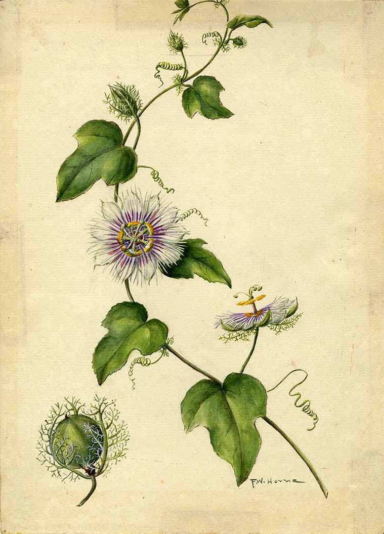 no HD illustration available (3)