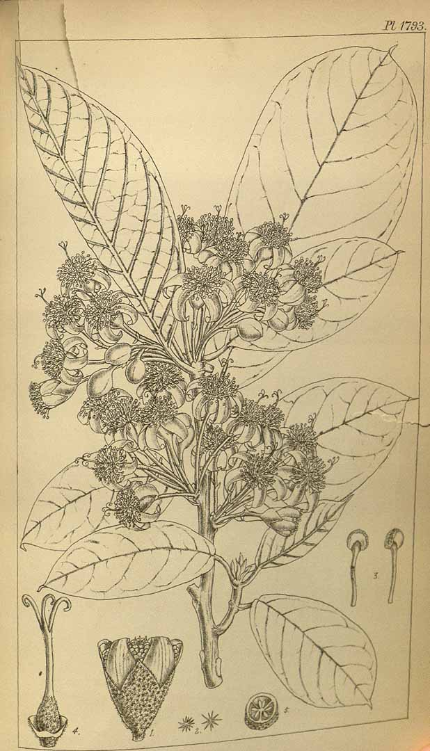 no HD illustration available (3)