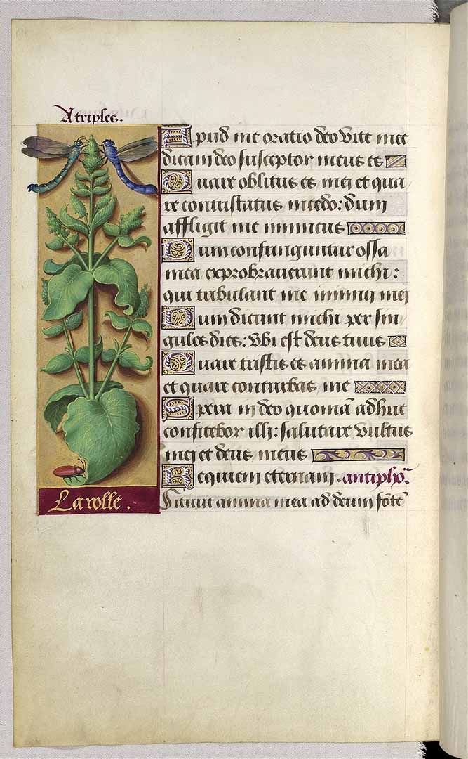 no HD illustration available (3)