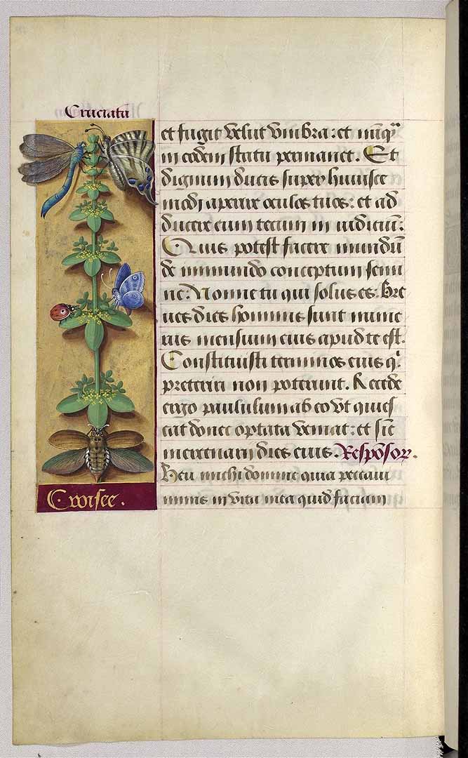 no HD illustration available (3)