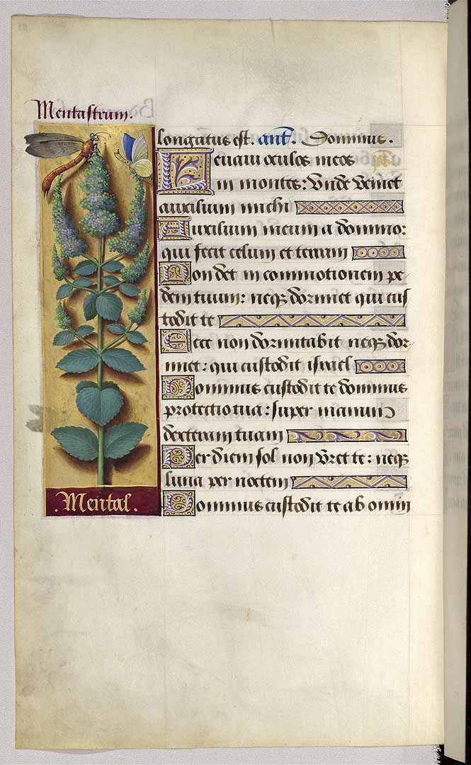 no HD illustration available (3)