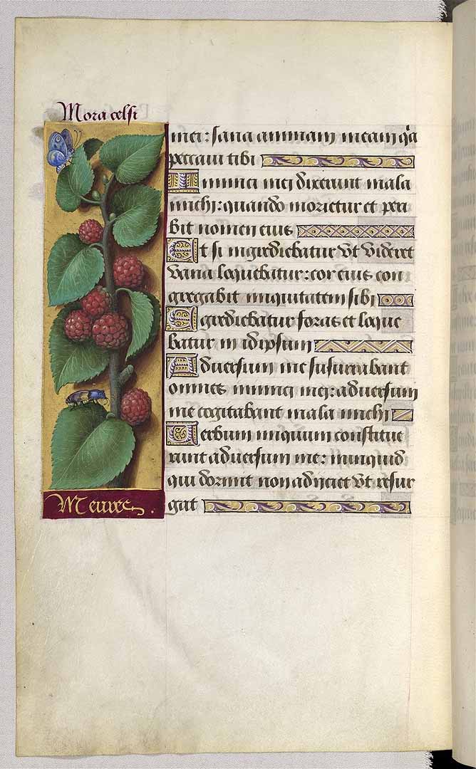 no HD illustration available (3)