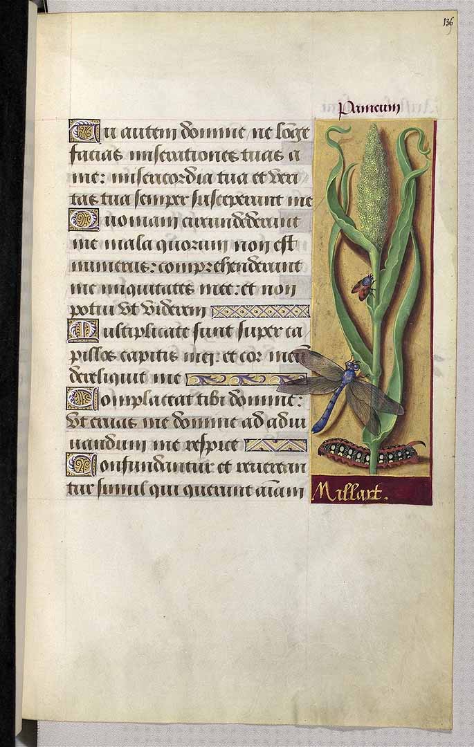 no HD illustration available (3)