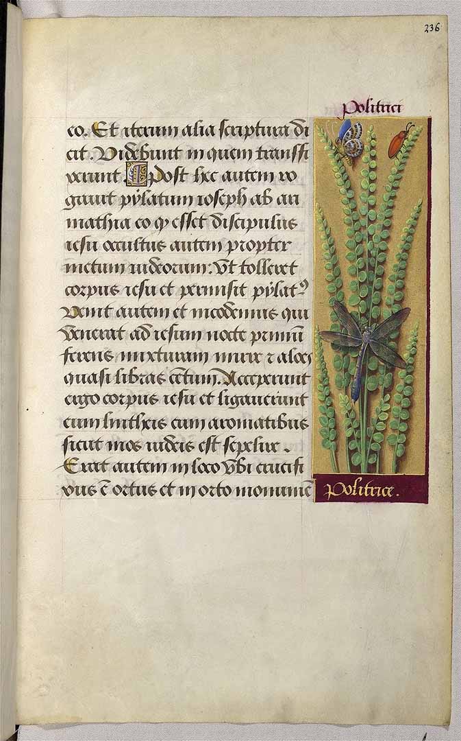 no HD illustration available (3)