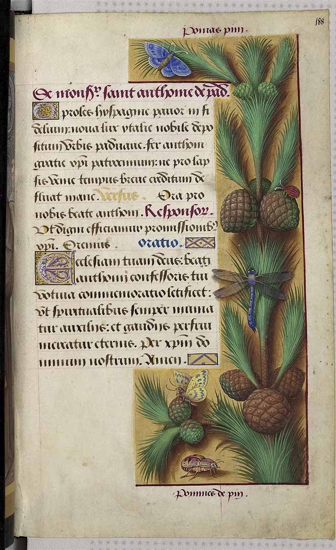 no HD illustration available (3)