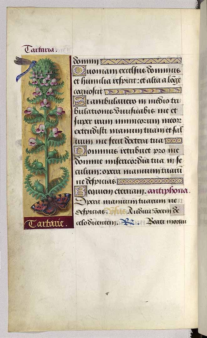 no HD illustration available (3)