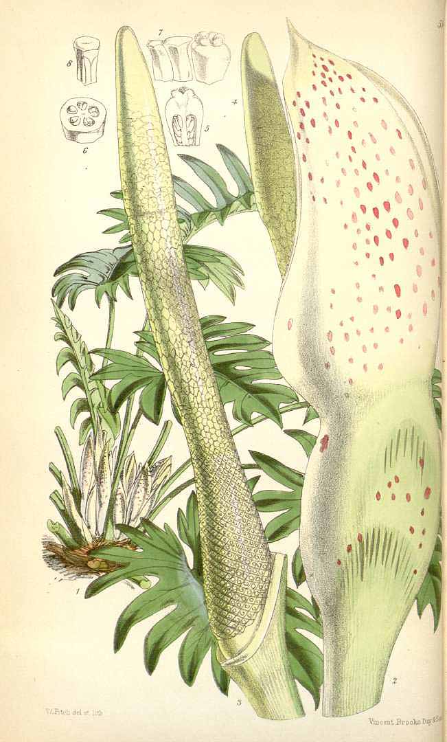 no HD illustration available (3)