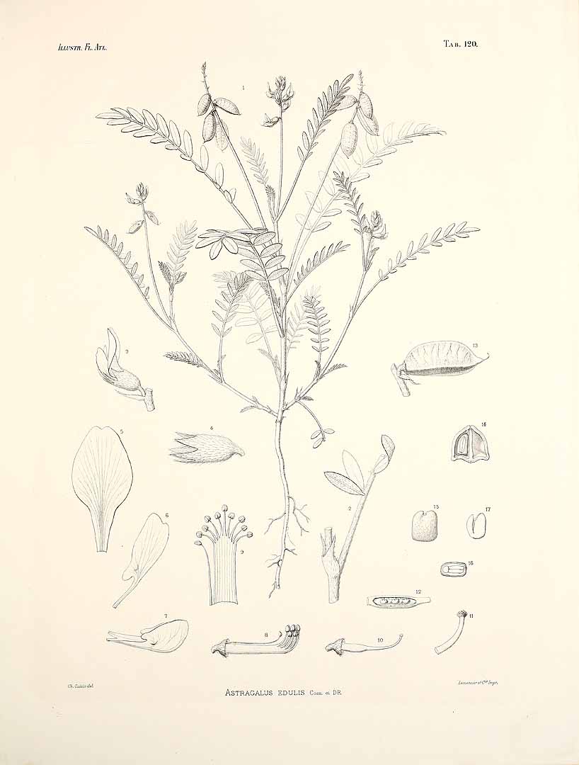 no HD illustration available (3)