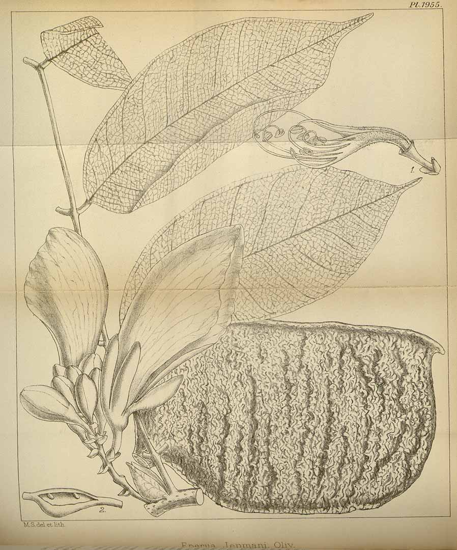 no HD illustration available (3)