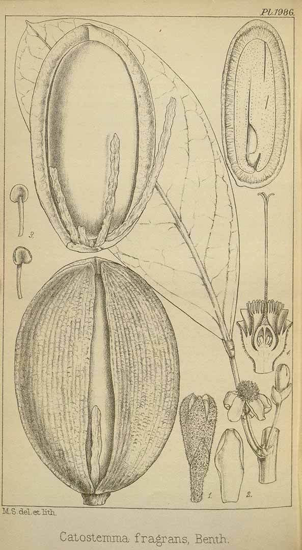 no HD illustration available (3)