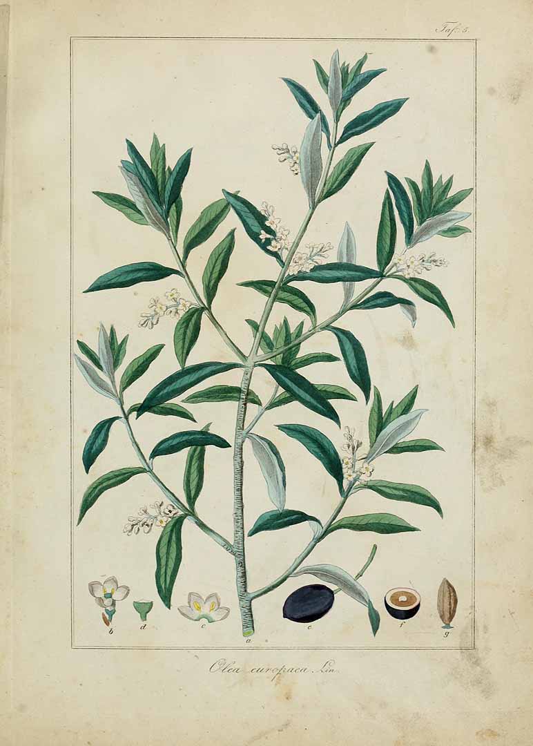 no HD illustration available (3)