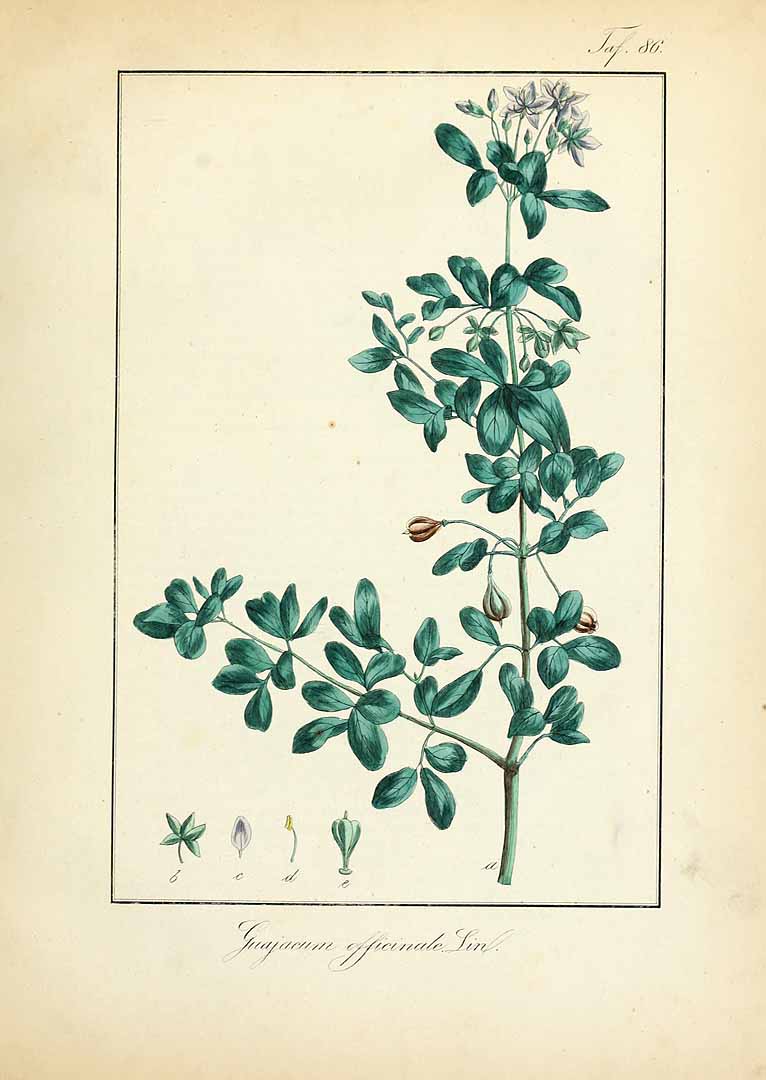 no HD illustration available (3)