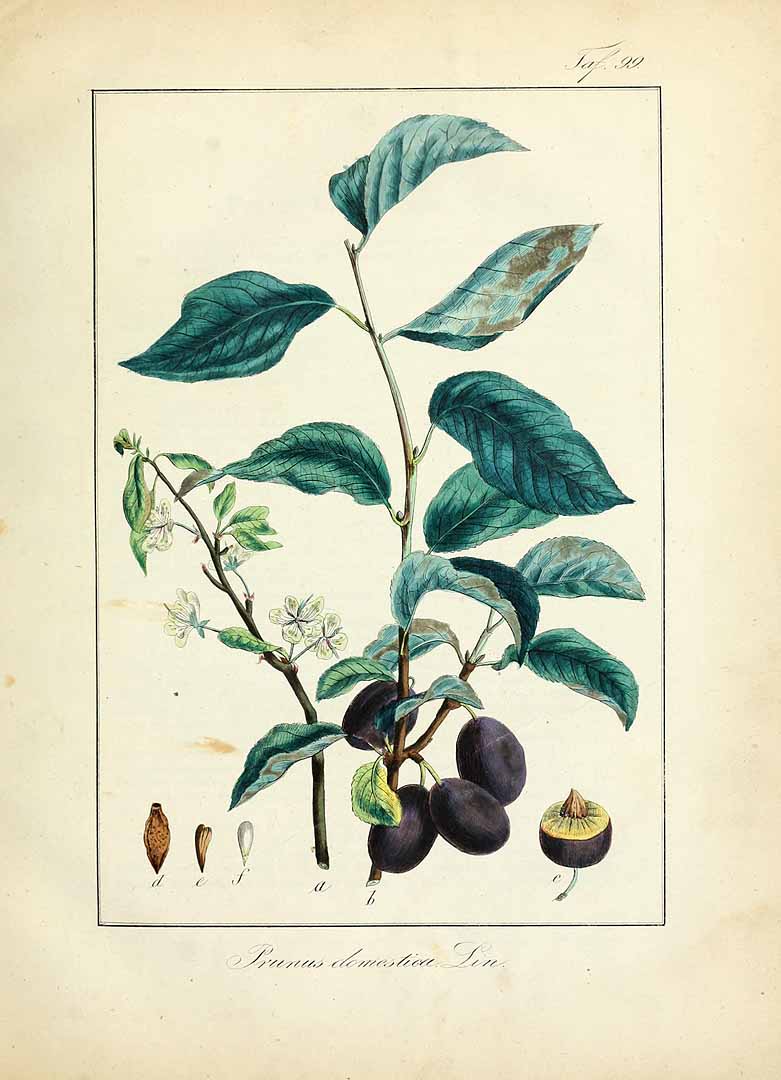 no HD illustration available (3)