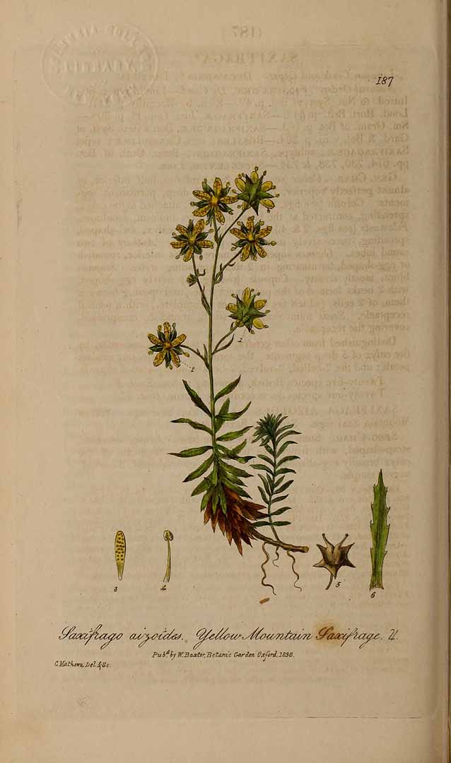 no HD illustration available (3)