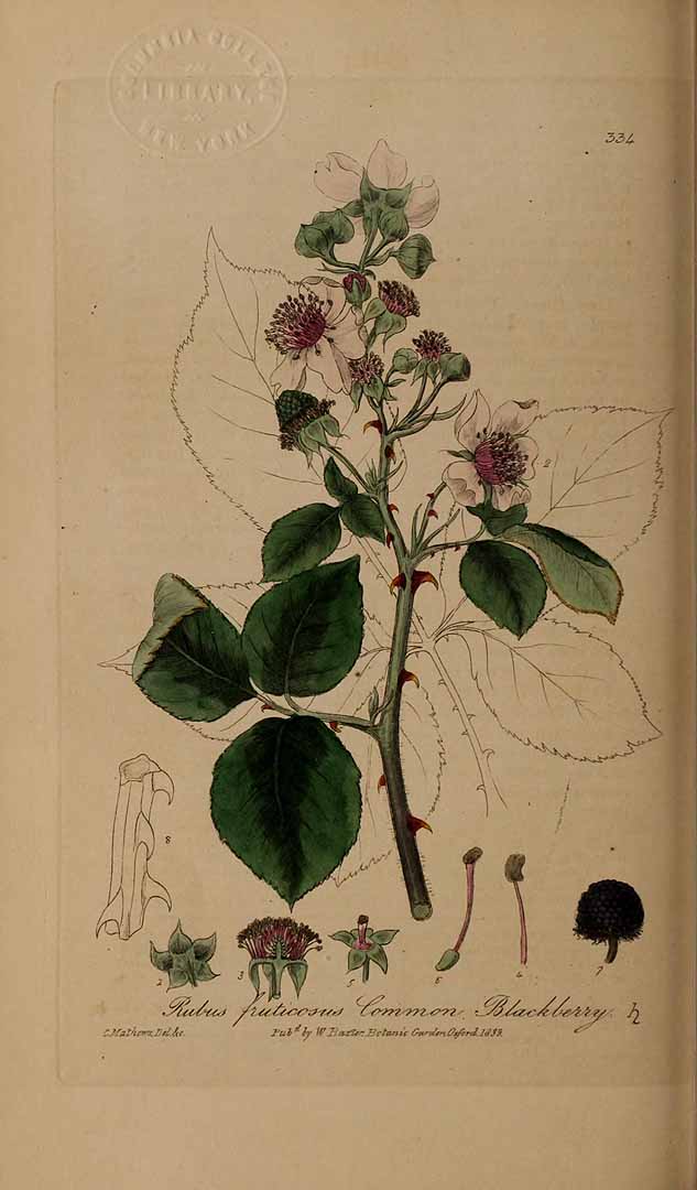 no HD illustration available (3)