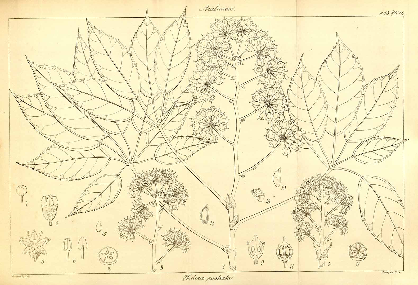 no HD illustration available (3)