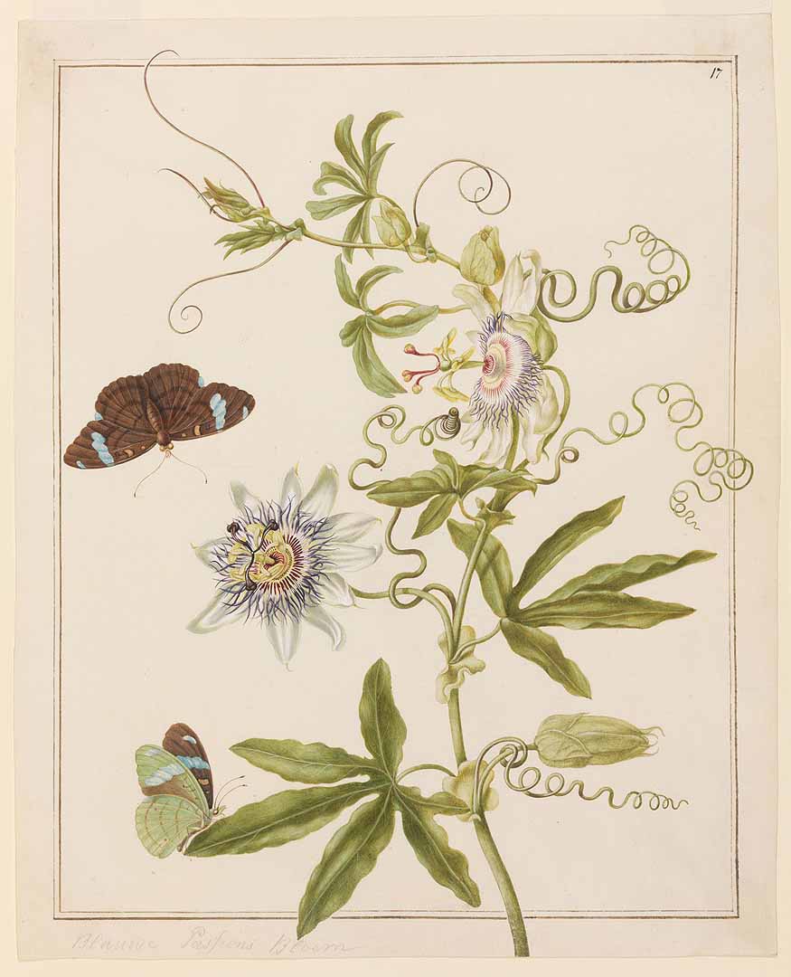 no HD illustration available (3)