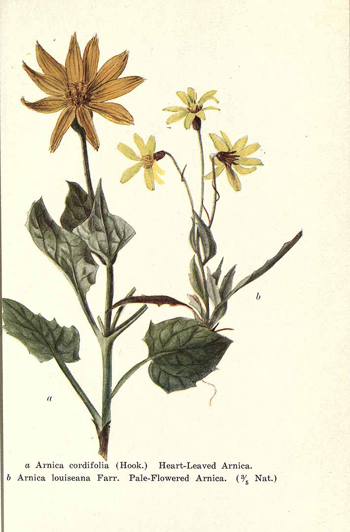 no HD illustration available (3)