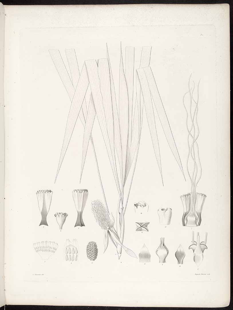 no HD illustration available (3)