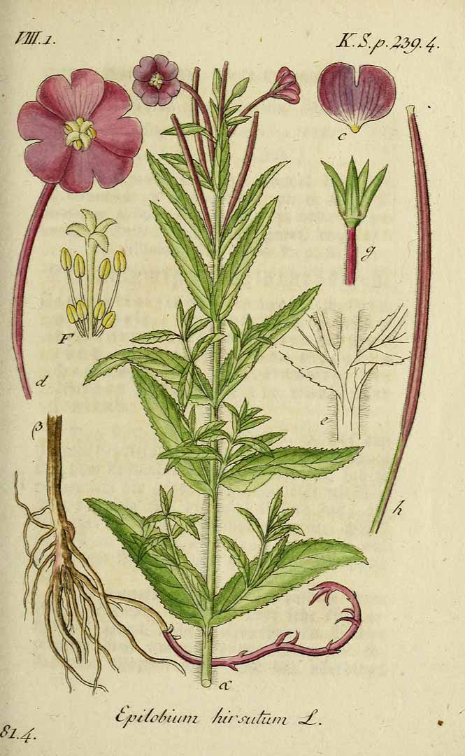 no HD illustration available (3)