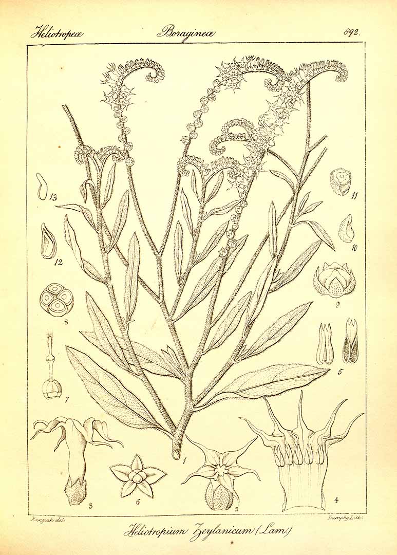 no HD illustration available (3)