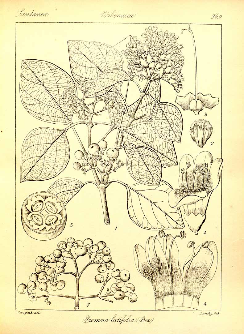 no HD illustration available (3)