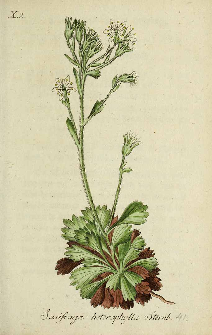 no HD illustration available (3)