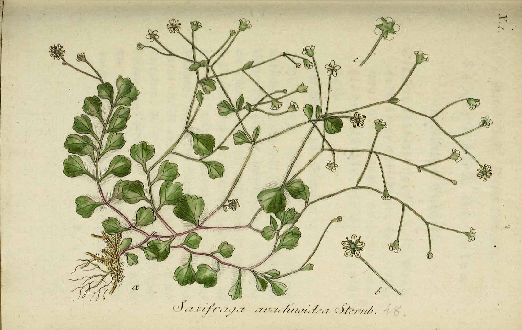 no HD illustration available (3)