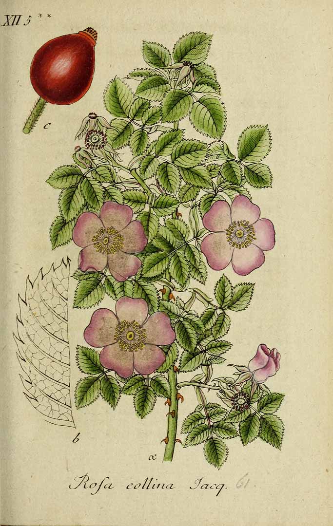 no HD illustration available (3)