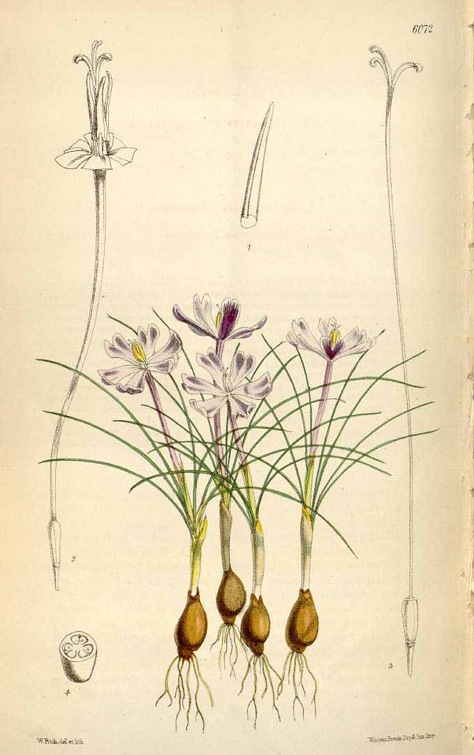 no HD illustration available (3)