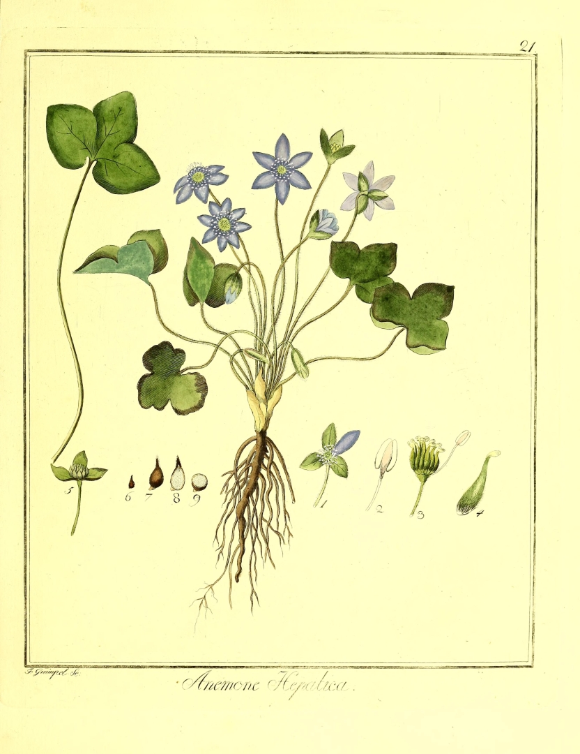 no HD illustration available (3)