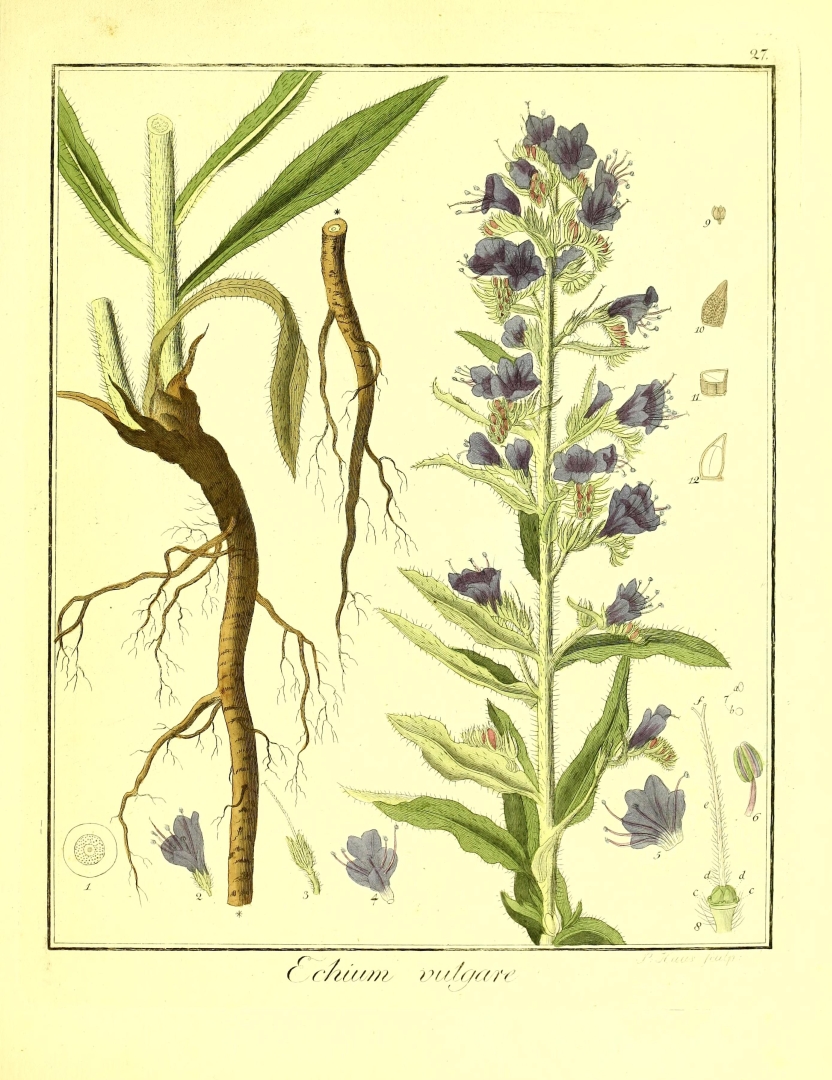 no HD illustration available (3)