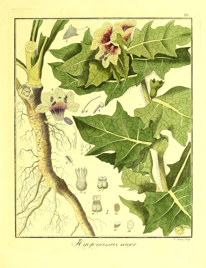 no HD illustration available (3)